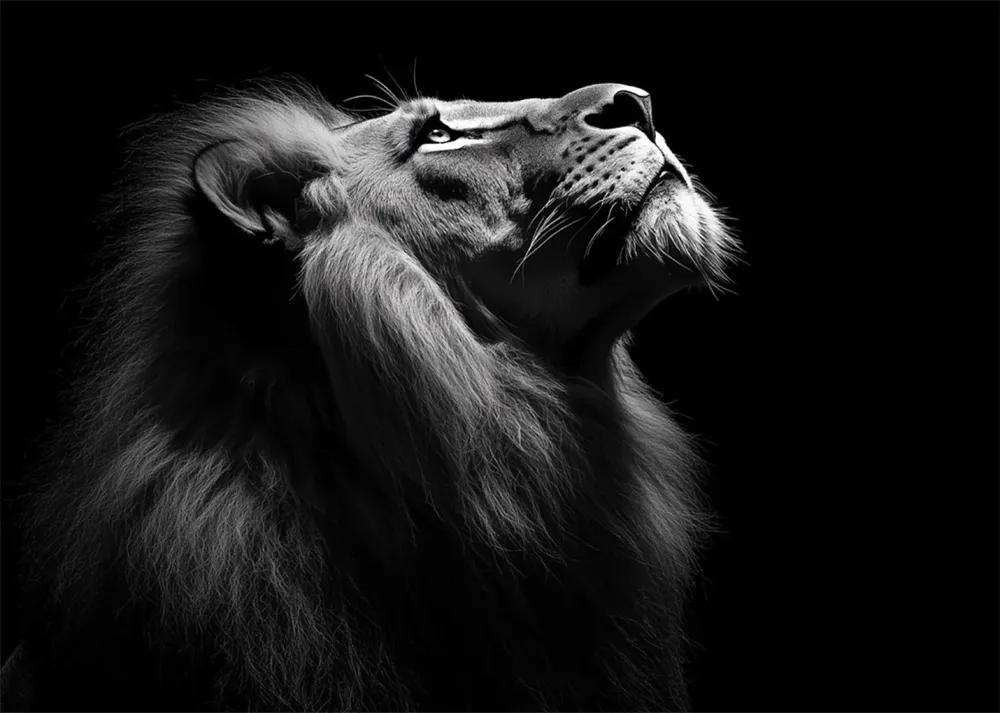León negro alfa Fine Artic