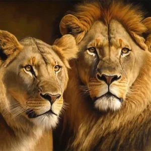 La leona y el león observando Fine Artic