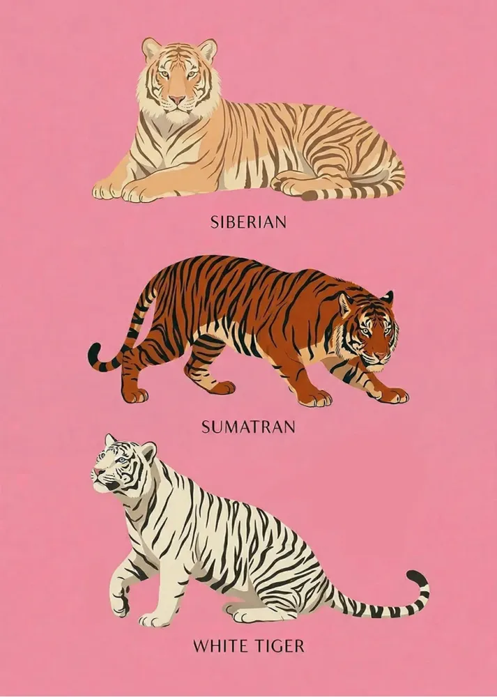 Tres tristes tigres Fine Artic
