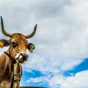 Vaca asturiana Fine Artic