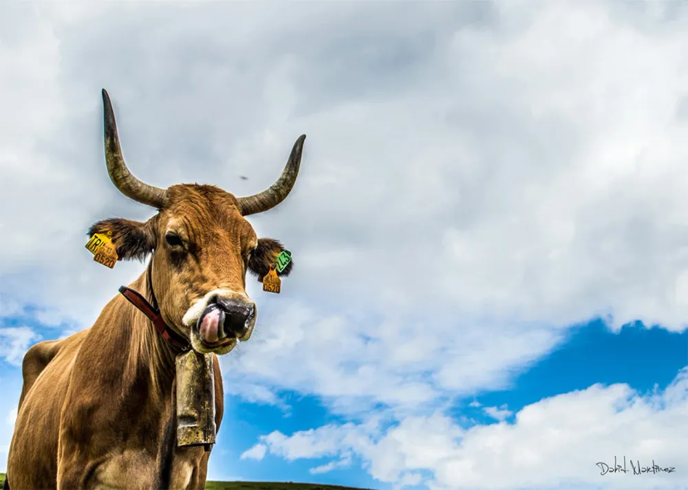 Vaca asturiana Fine Artic