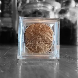 Cubo decoración Liquen Fungi People
