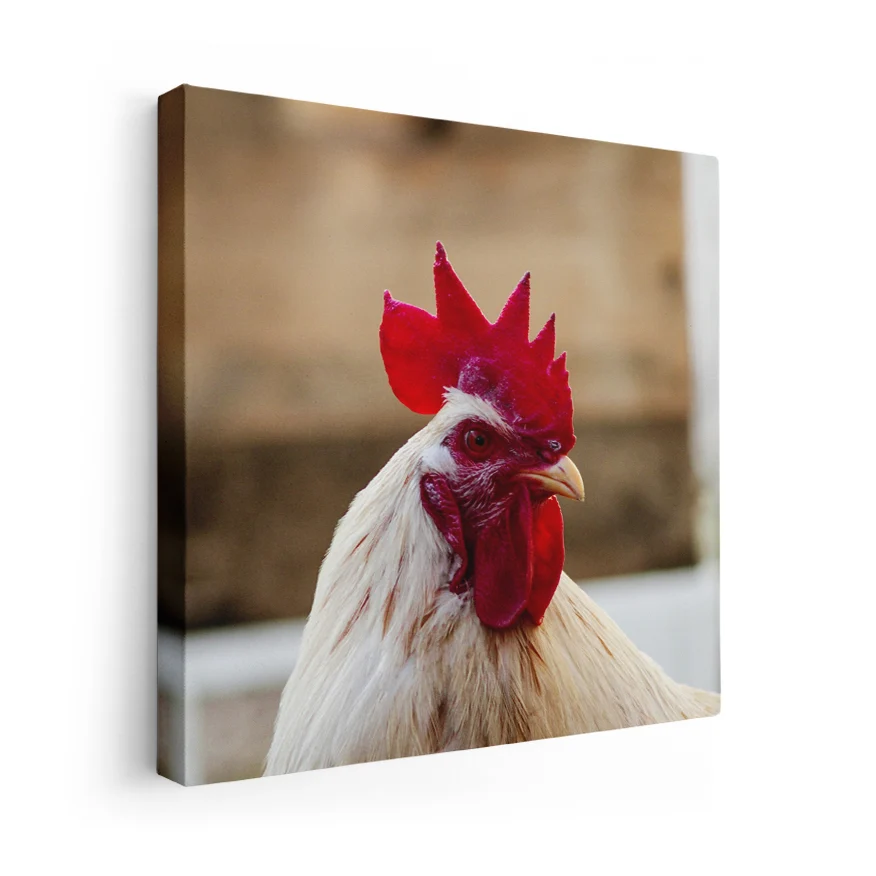 Gallo Poster