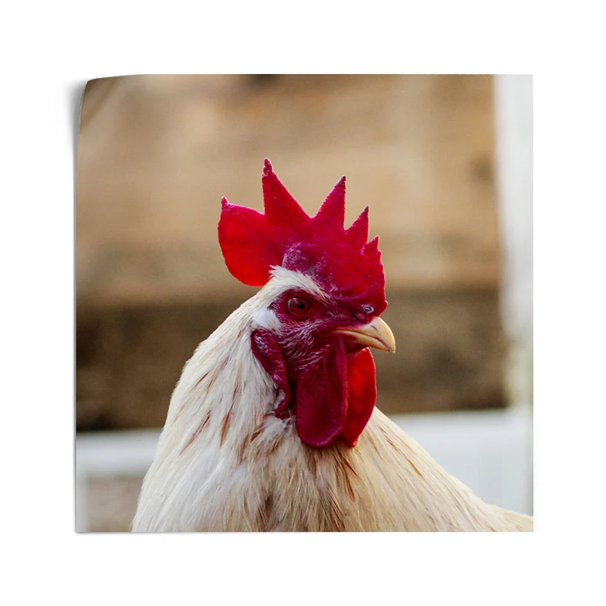 Gallo Poster