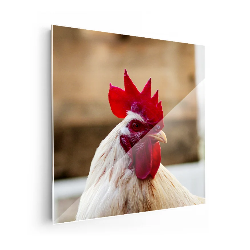 Gallo Poster