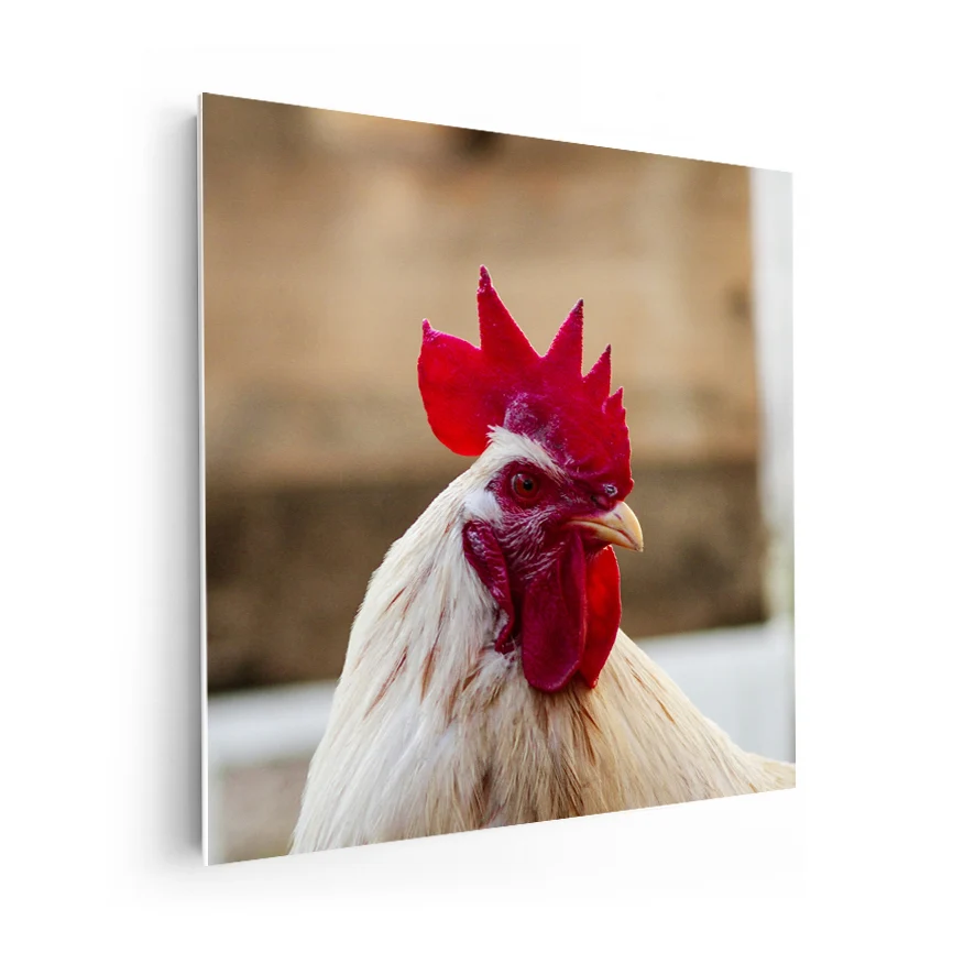 Gallo Poster