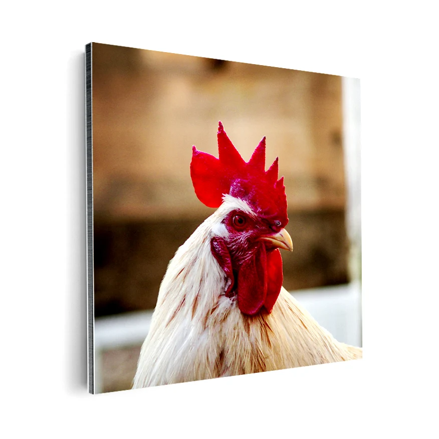 Gallo Poster