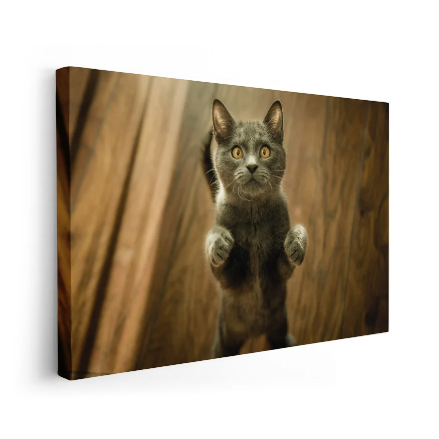 Gato Poster