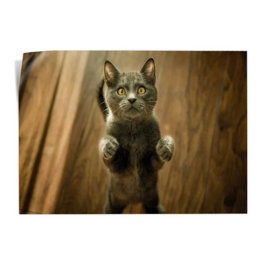 Gato Poster