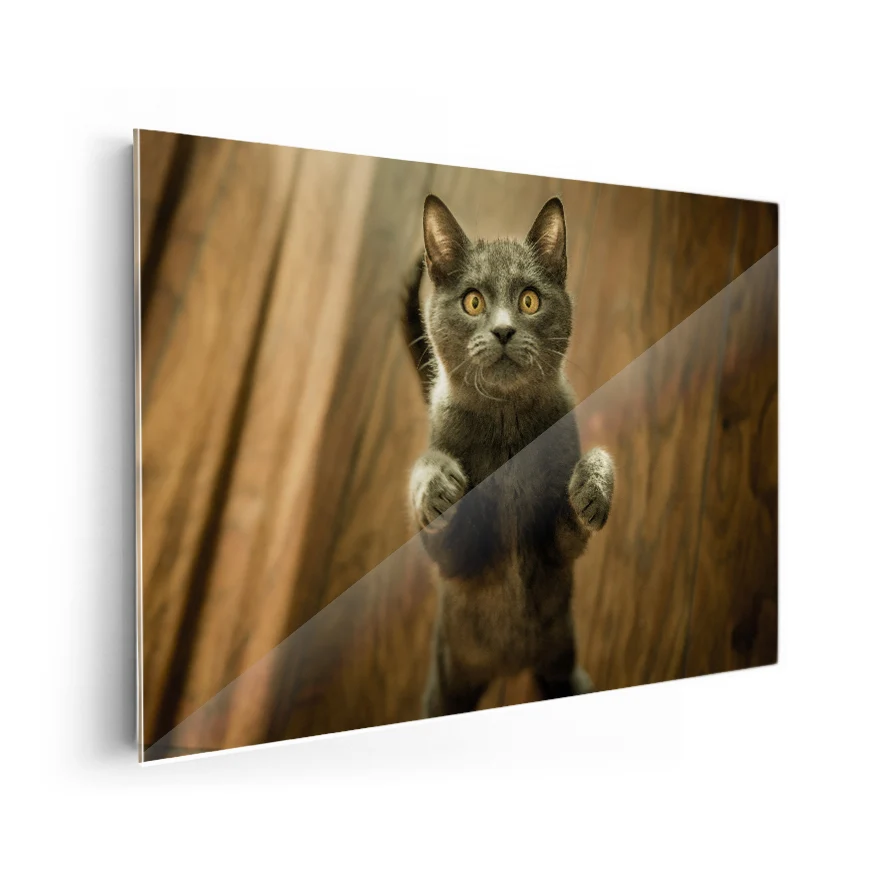 Gato Poster