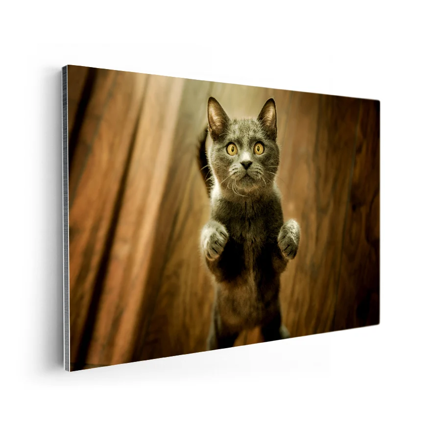 Gato Poster