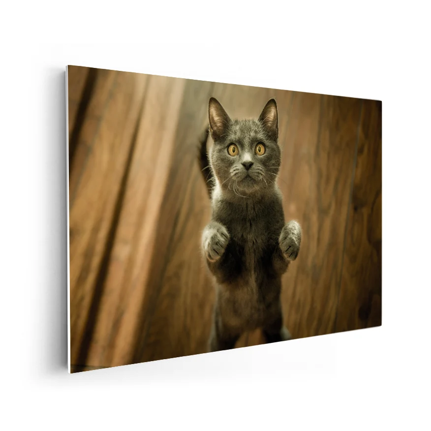 Gato Poster
