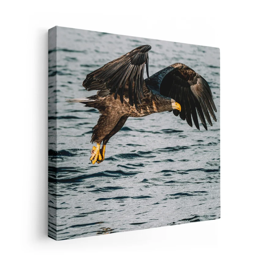 Águila Real Poster