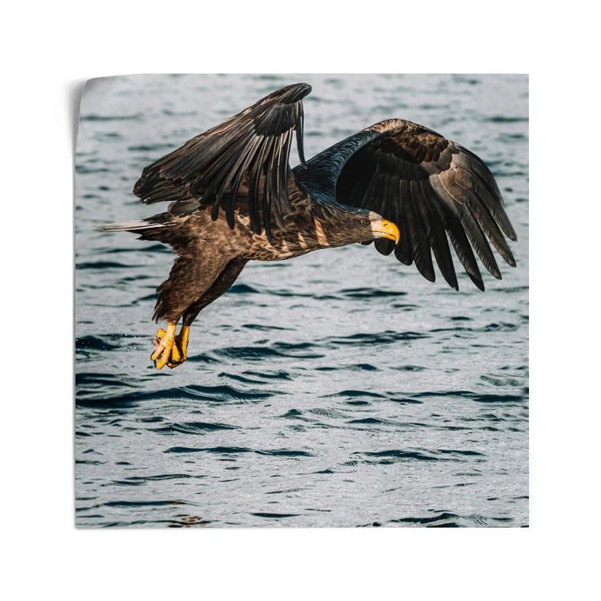 Águila Real Poster