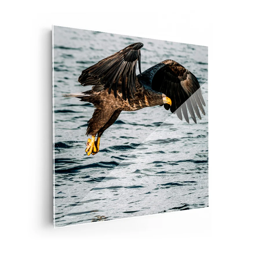 Águila Real Poster