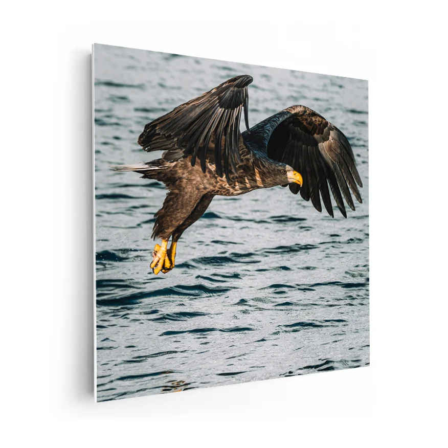 Águila Real Poster