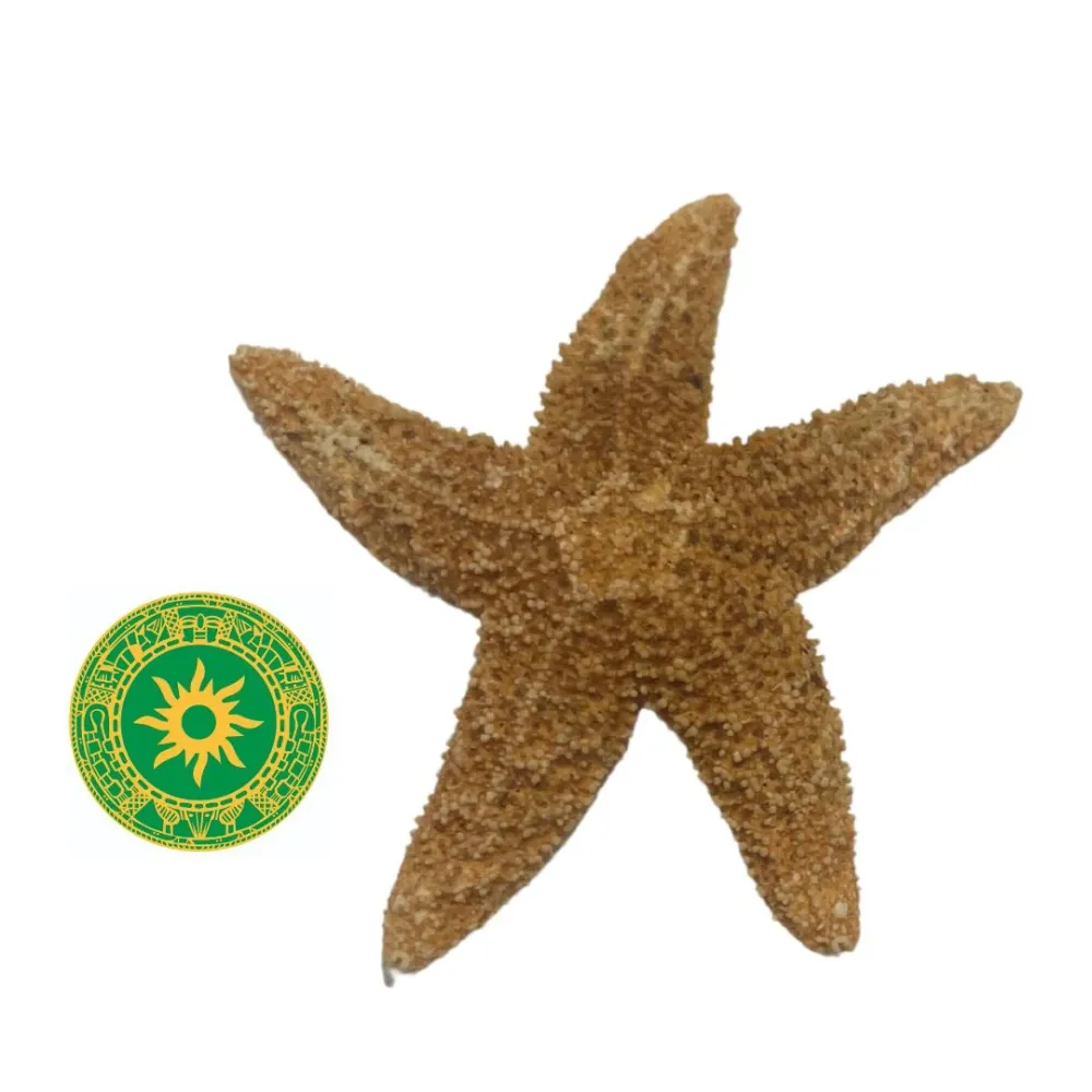 Starfish INSHE MIAMI