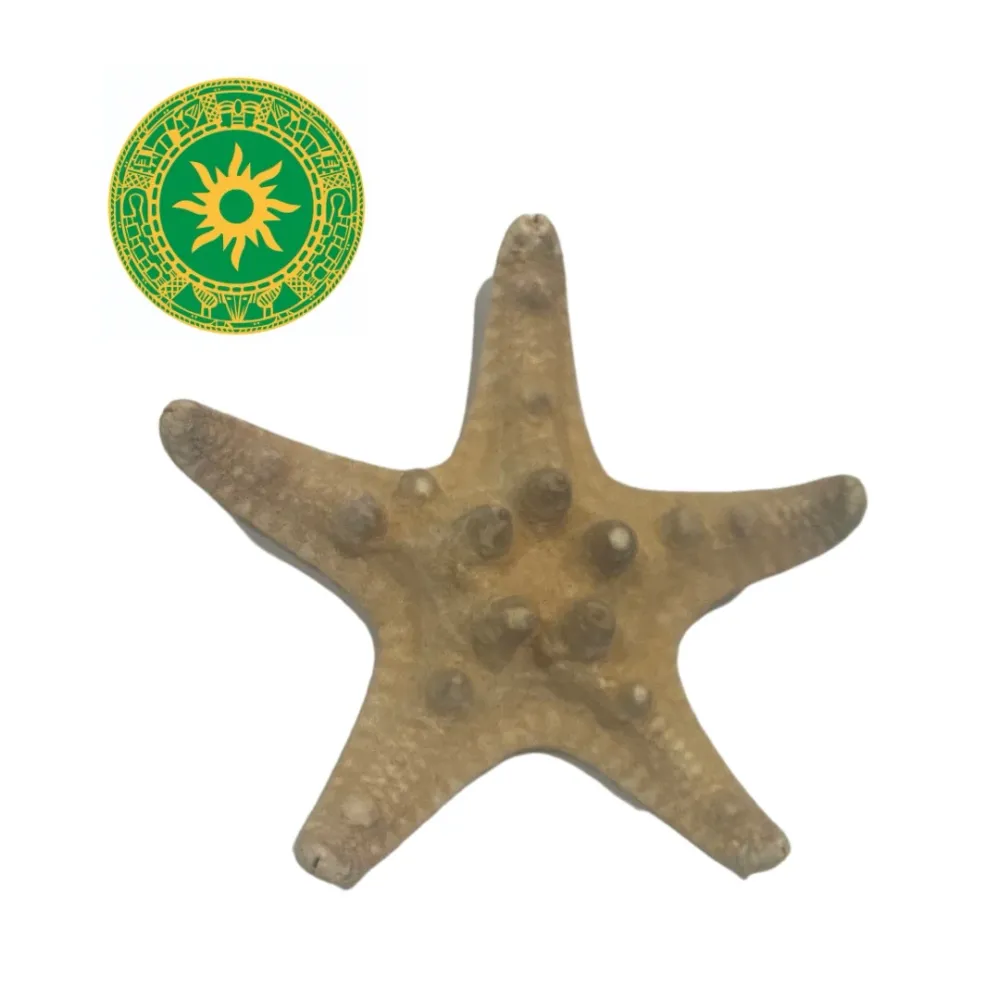 Starfish INSHE MIAMI
