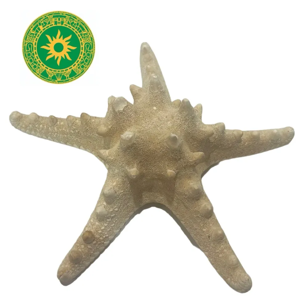 Starfish INSHE MIAMI