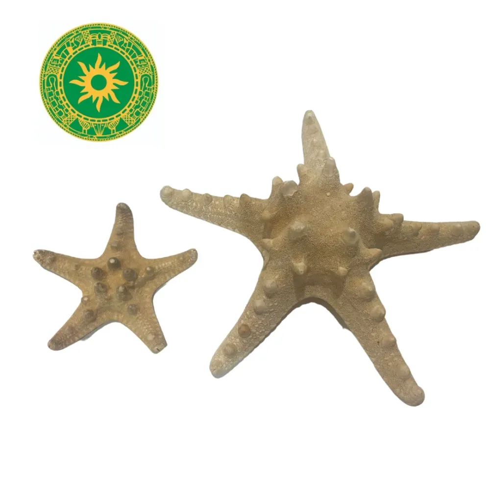 Starfish INSHE MIAMI