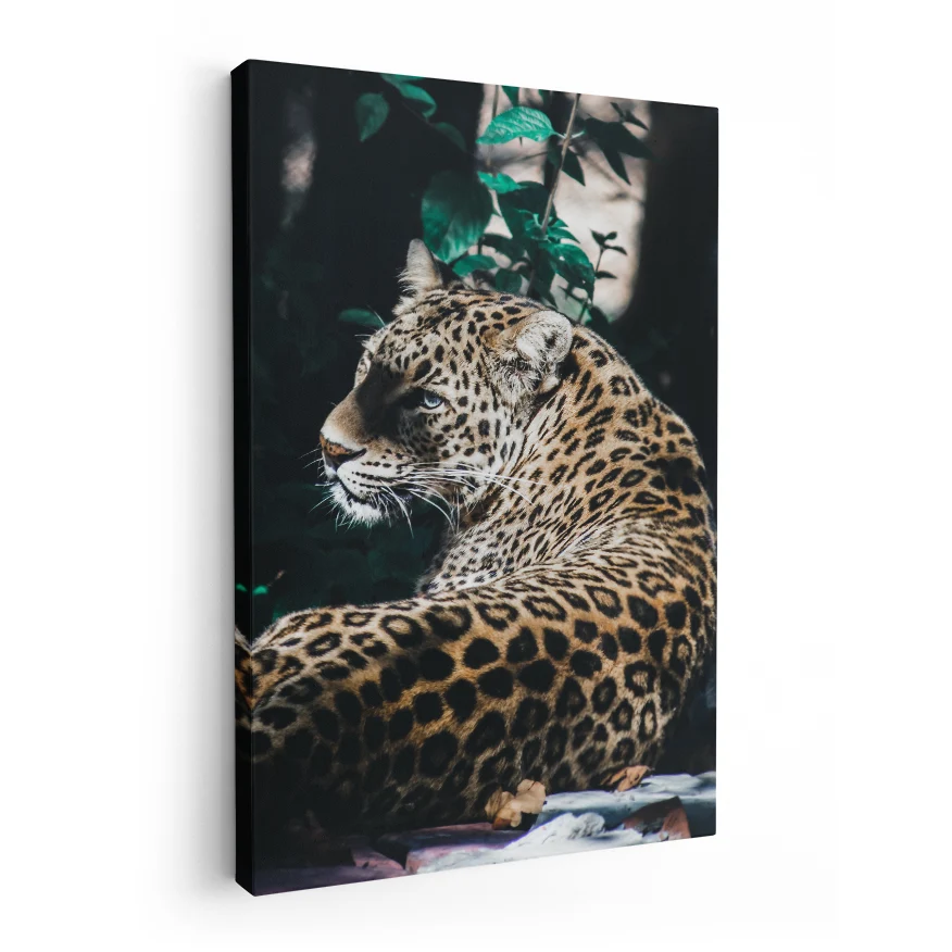 Jaguar Poster