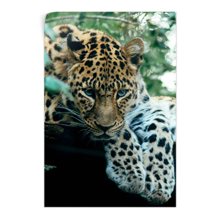 Jaguar Vigilante Poster