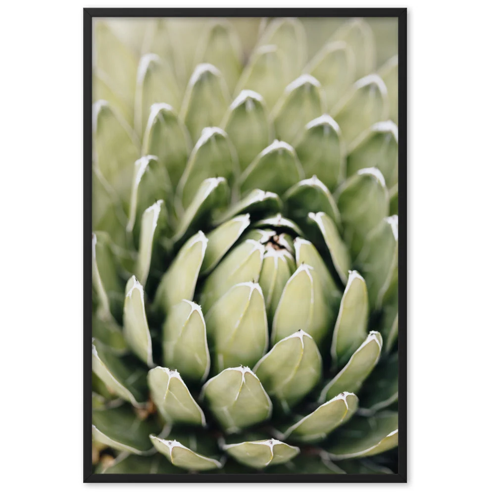 Afiche - Flor de cactus II Kuratoren von artlia