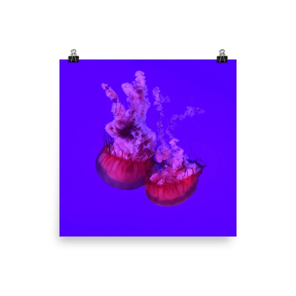 Medusa rosa - cartel Kuratoren von artlia