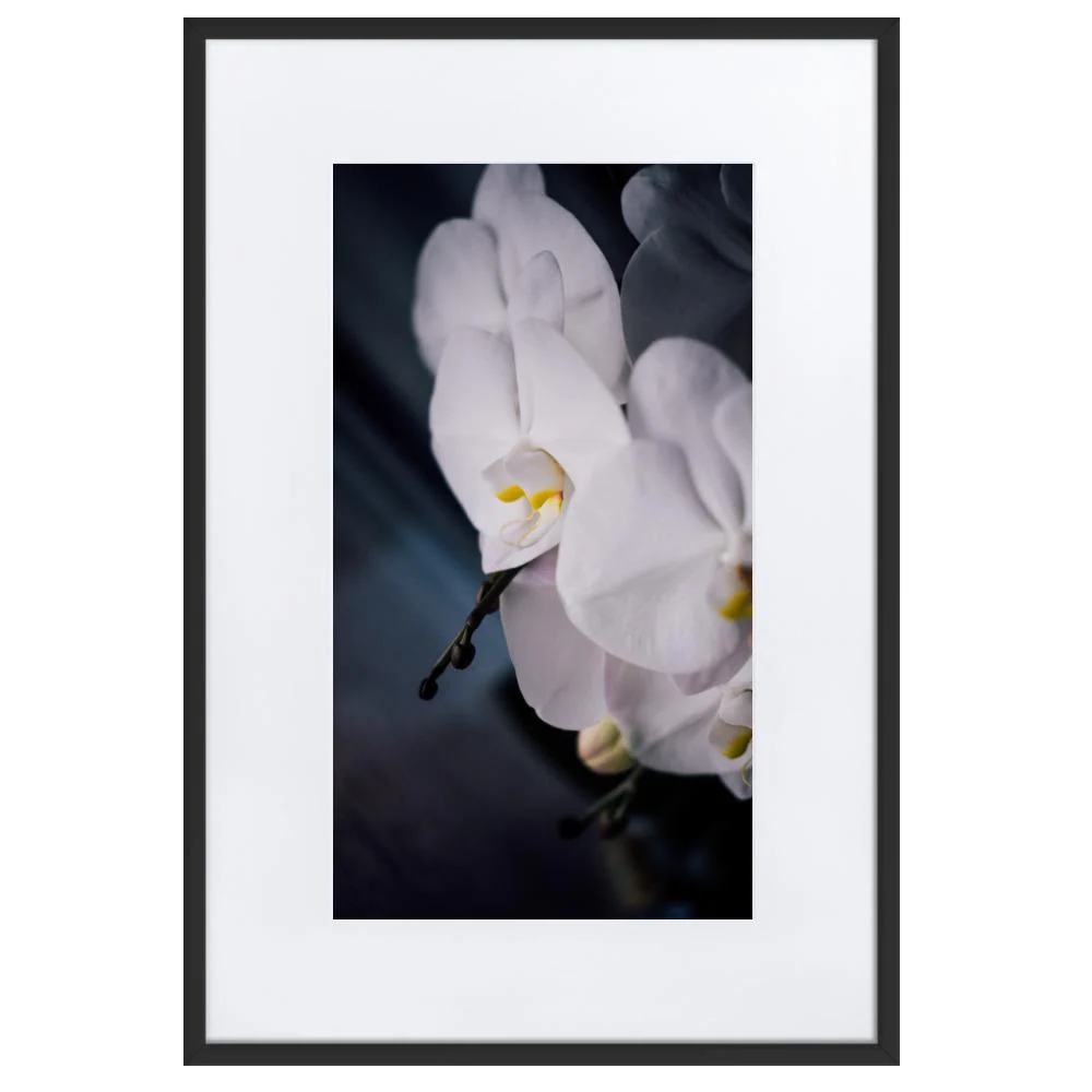 Orquídea 02 - Póster enmarcado con paspartú Negro Kuratoren von artlia