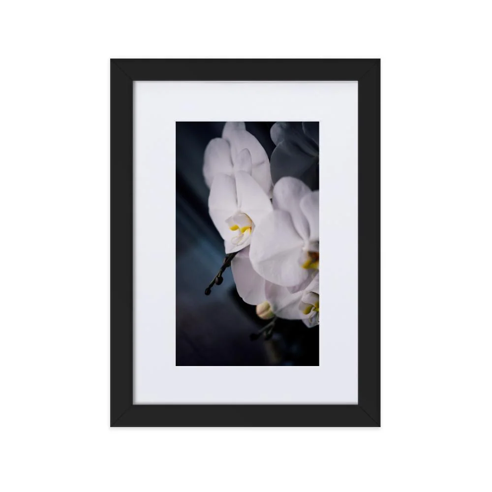 Orquídea 02 - Póster enmarcado con paspartú Negro Kuratoren von artlia