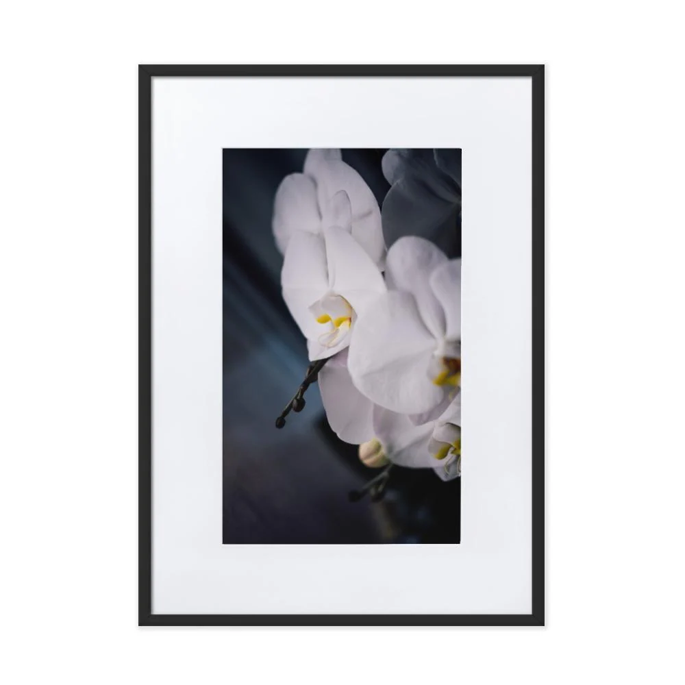Orquídea 02 - Póster enmarcado con paspartú Negro Kuratoren von artlia