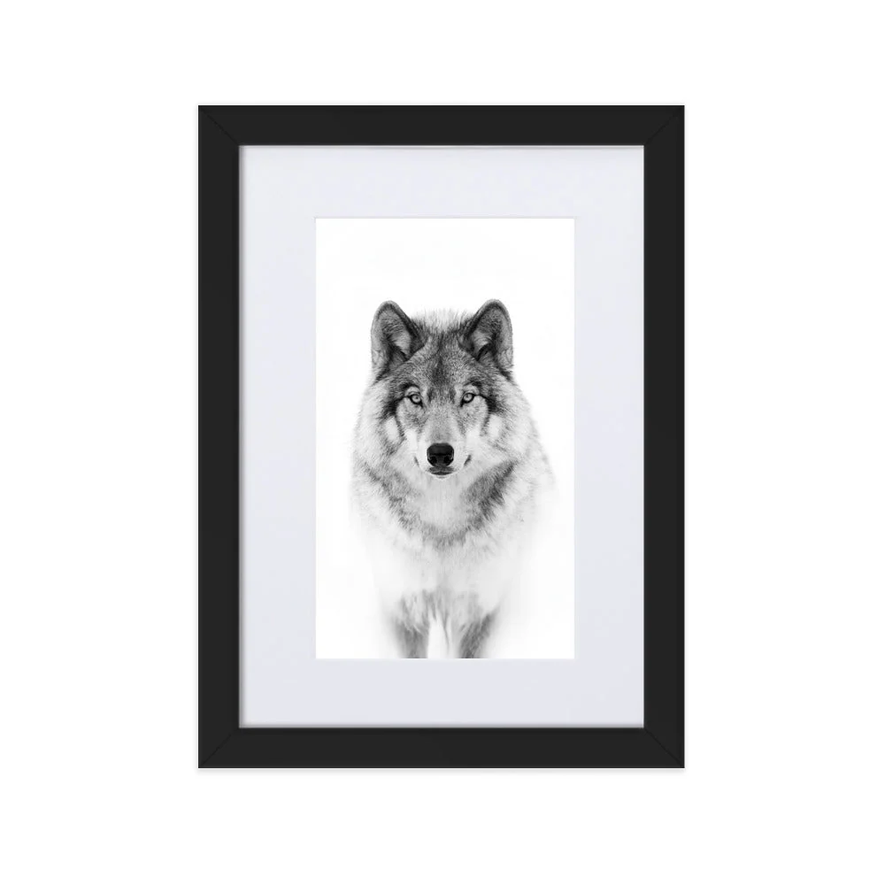 Póster con paspartú - Lobo tranquilo Negro Kuratoren von artlia
