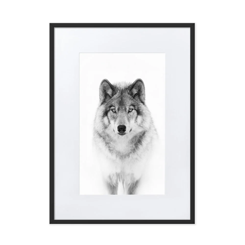 Póster con paspartú - Lobo tranquilo Negro Kuratoren von artlia
