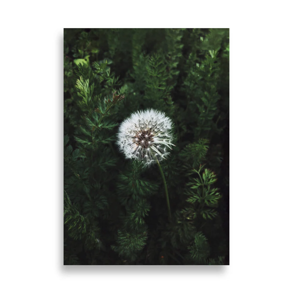 Póster - Diente de león Kuratoren von artlia