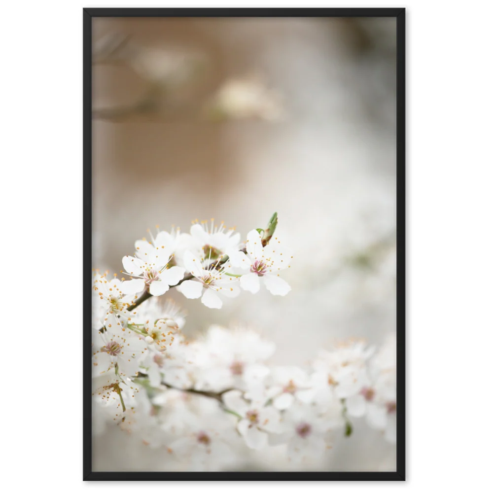 Póster - Flores de cerezo Kuratoren von artlia