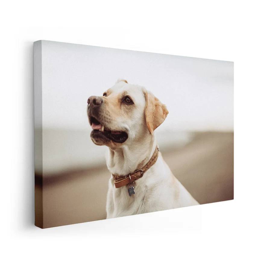 Labrador Retriever Poster
