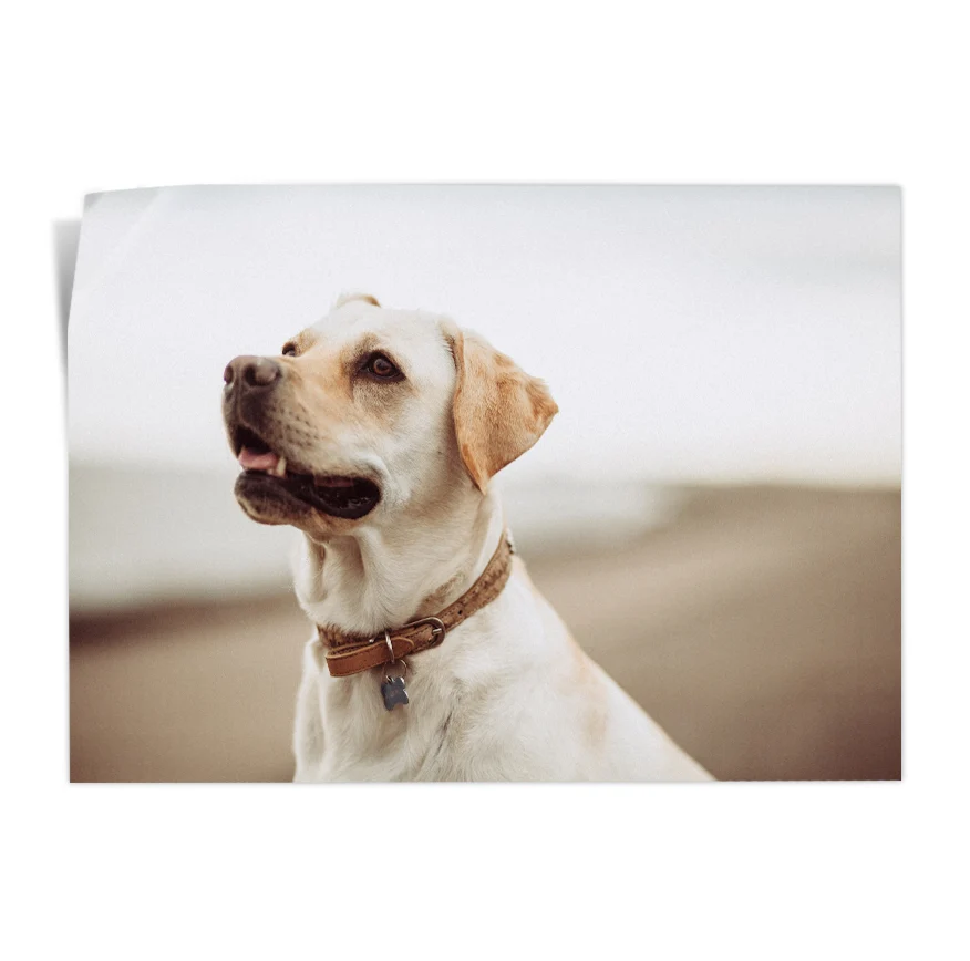 Labrador Retriever Poster
