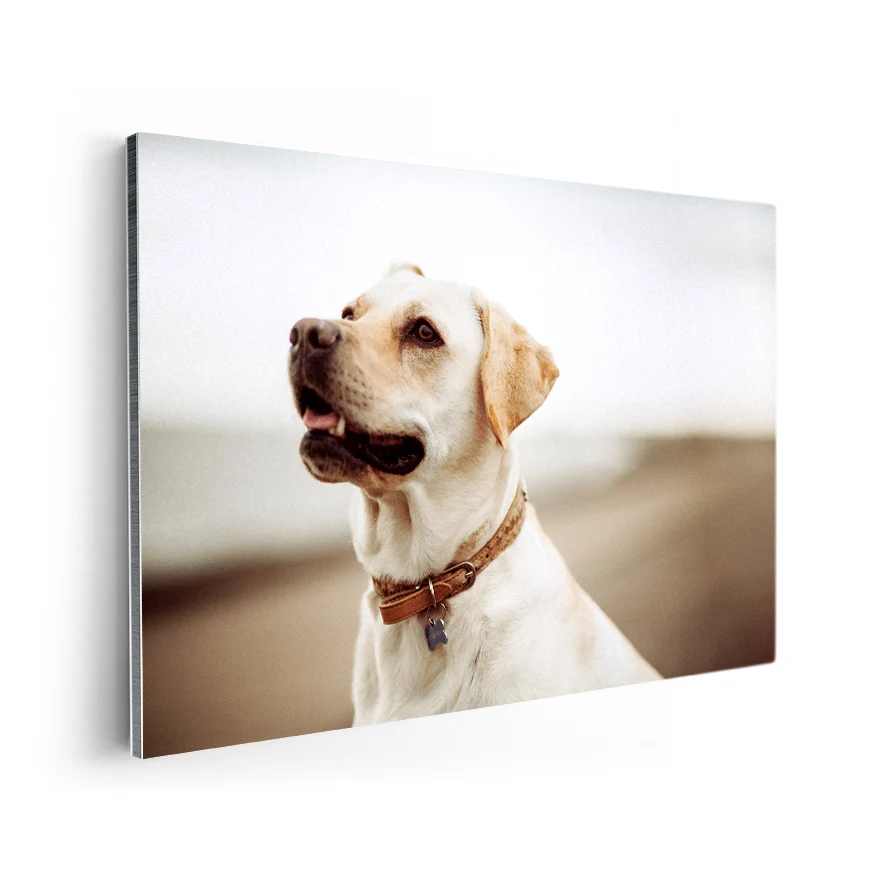 Labrador Retriever Poster