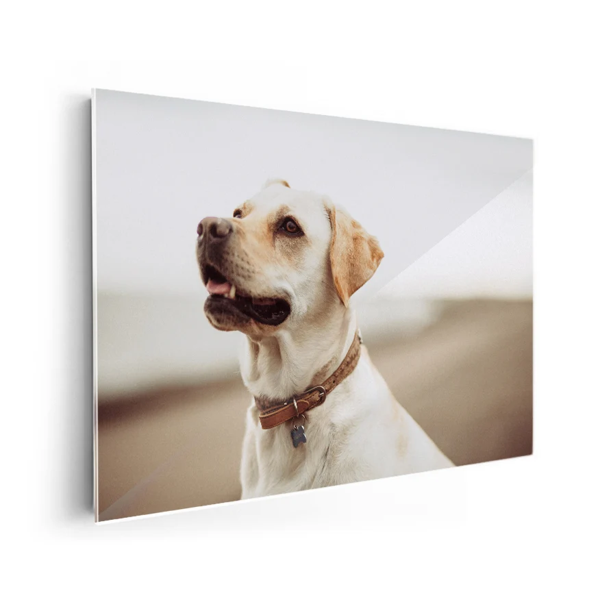 Labrador Retriever Poster