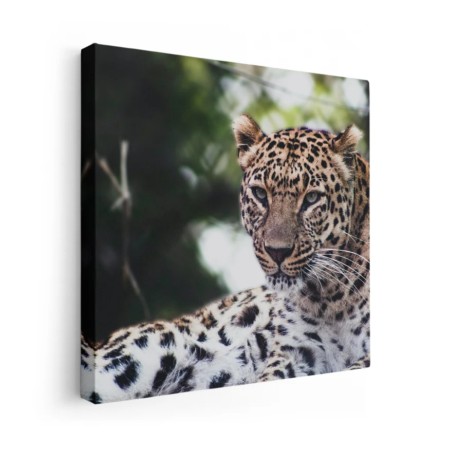Leopardo Poster