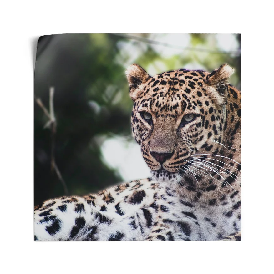 Leopardo Poster