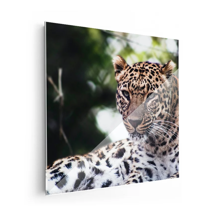 Leopardo Poster
