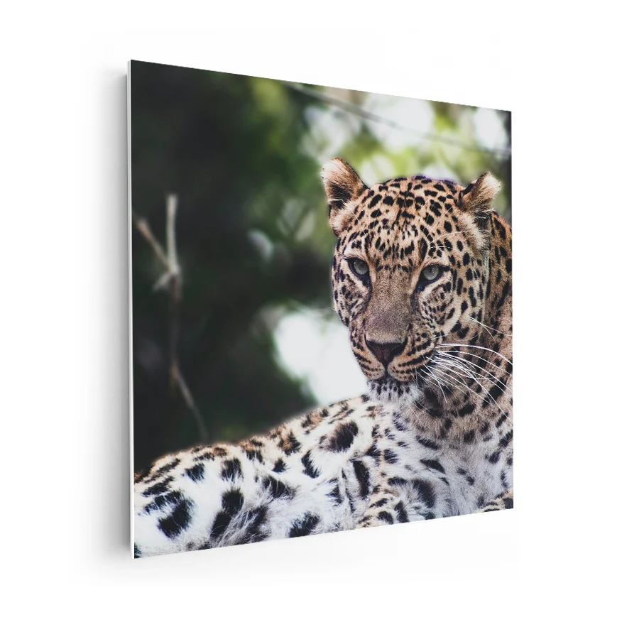 Leopardo Poster