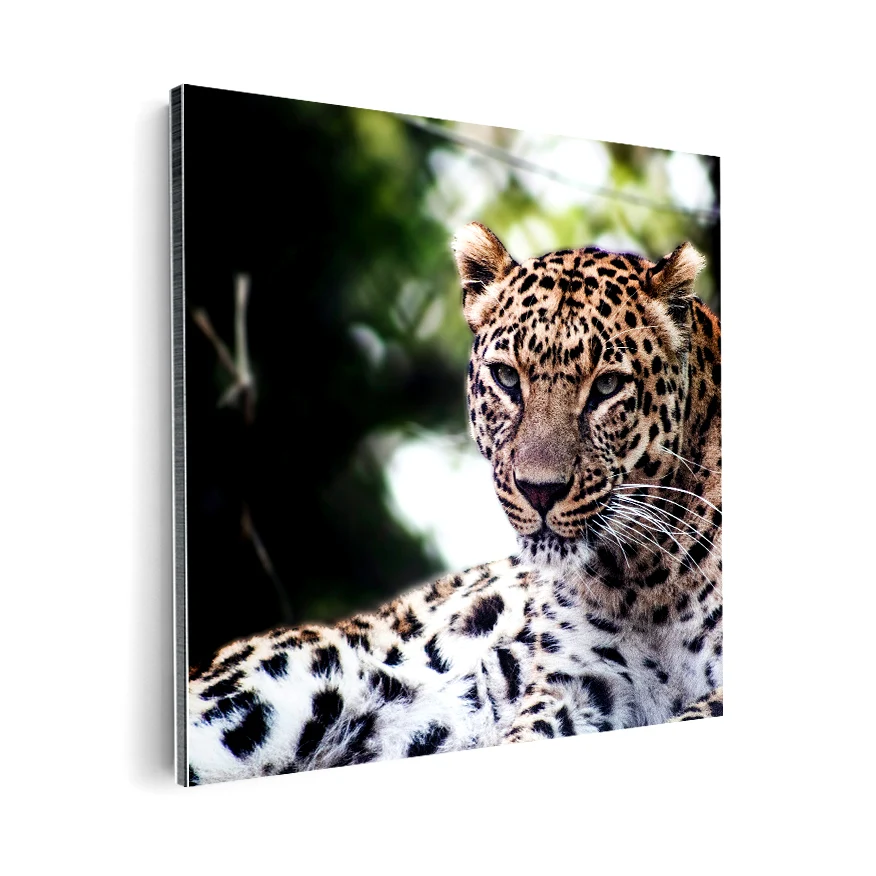 Leopardo Poster