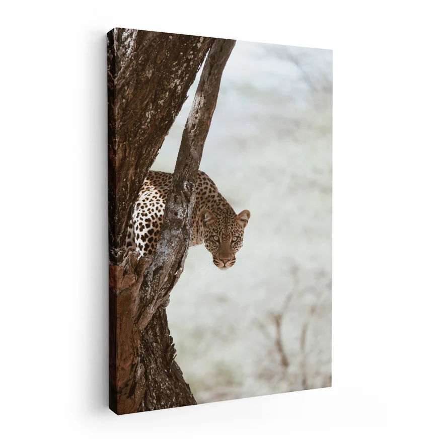 Leopardo Poster