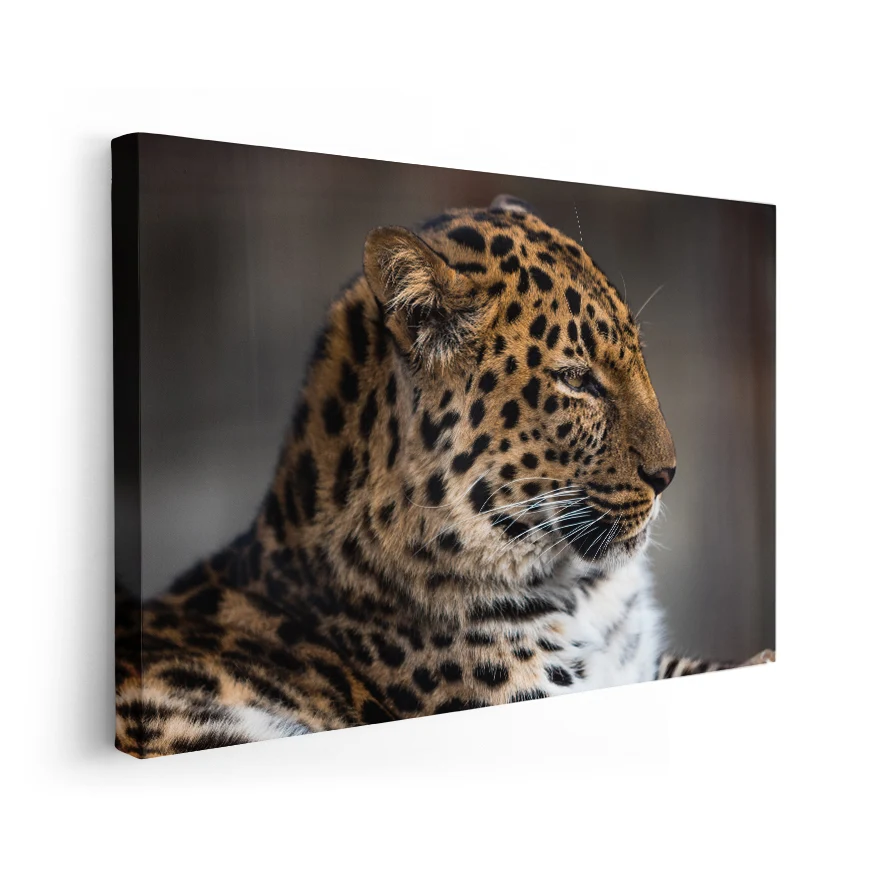 Leopardo Poster