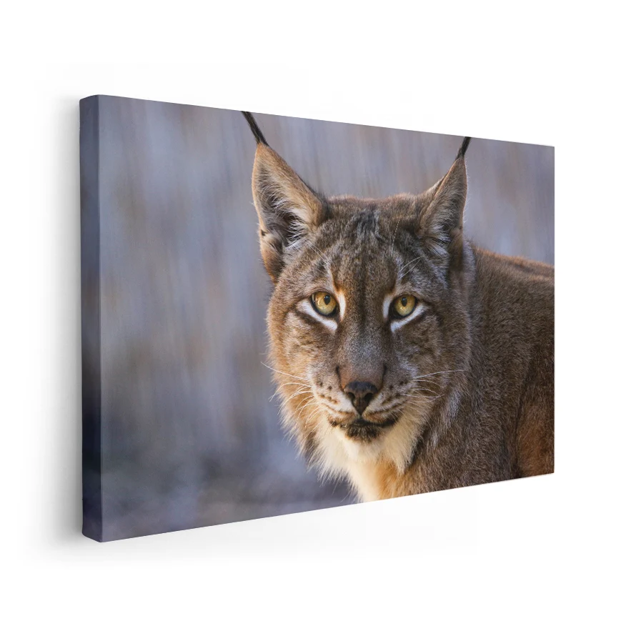 Lince Poster