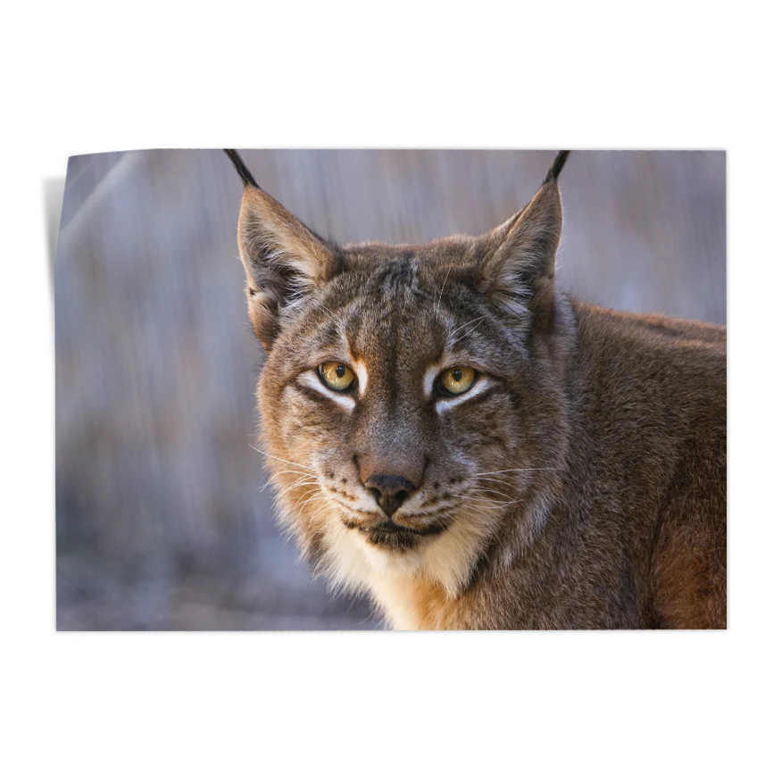 Lince Poster