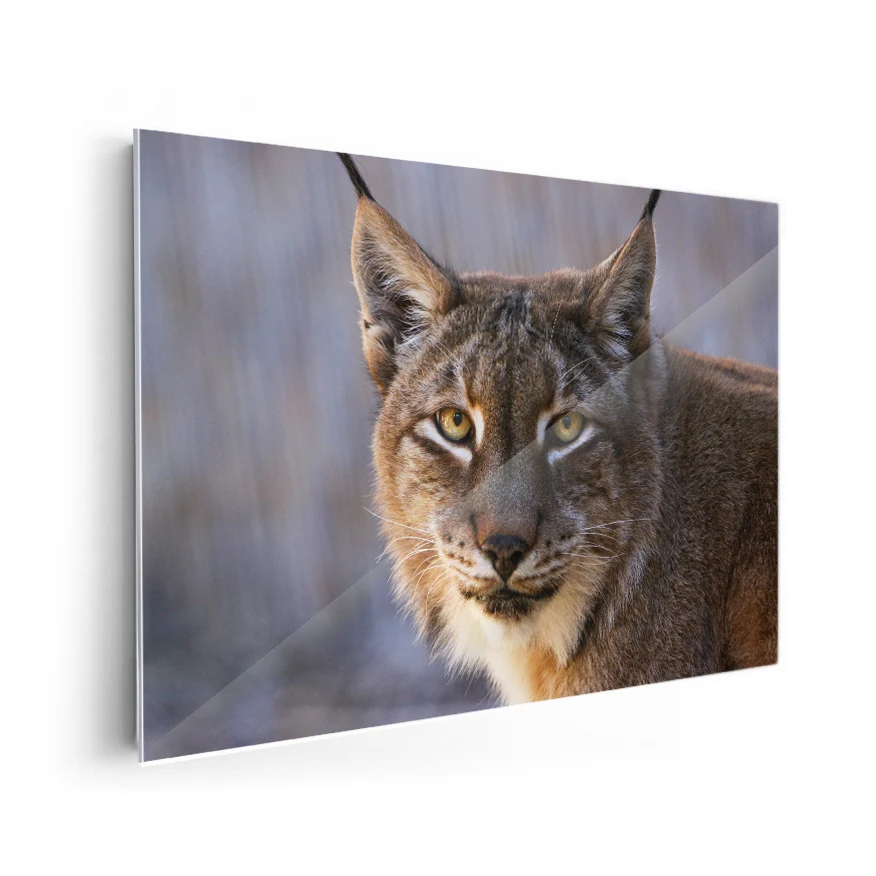 Lince Poster