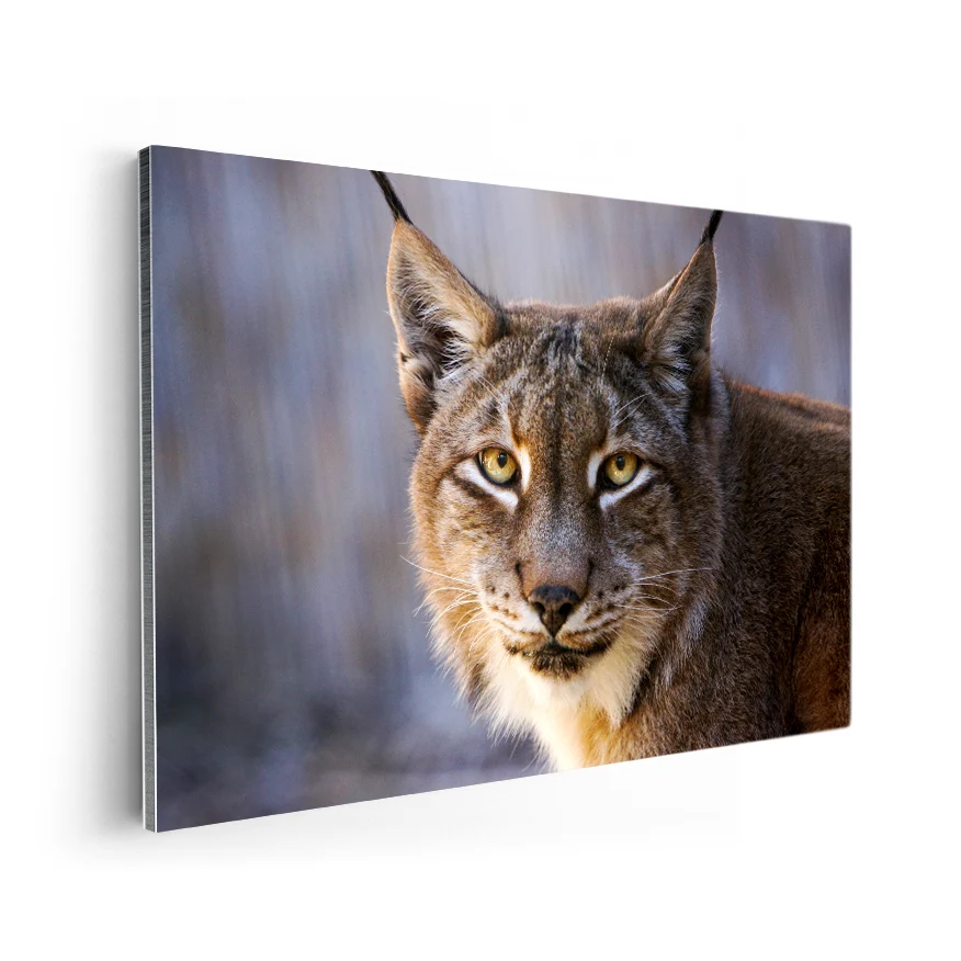 Lince Poster